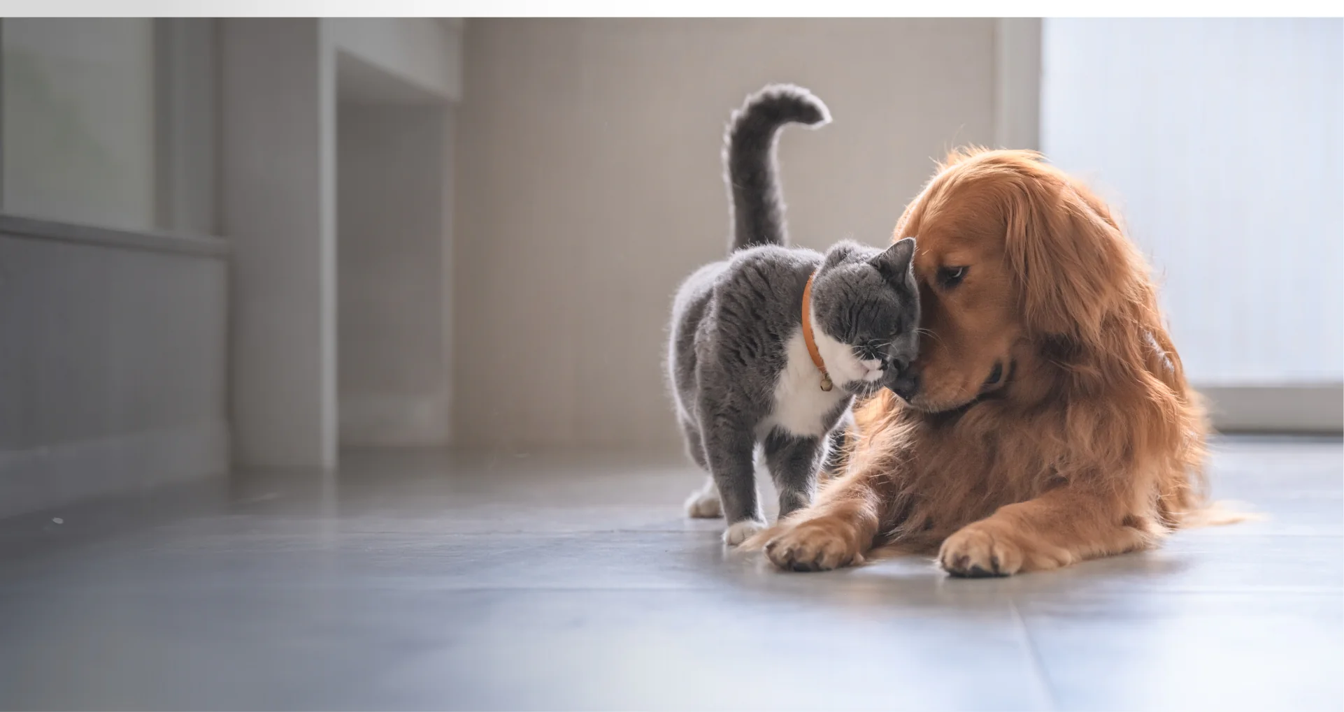 Nutrizione Naturale per il Tuo Pet